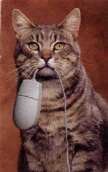 gato